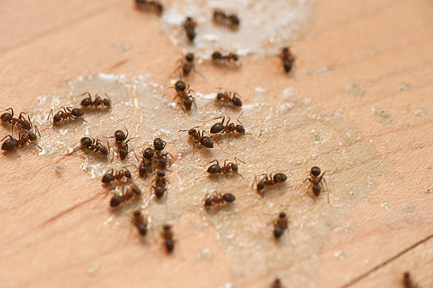 Best Wasp Removal Services  in Thermal, CA
