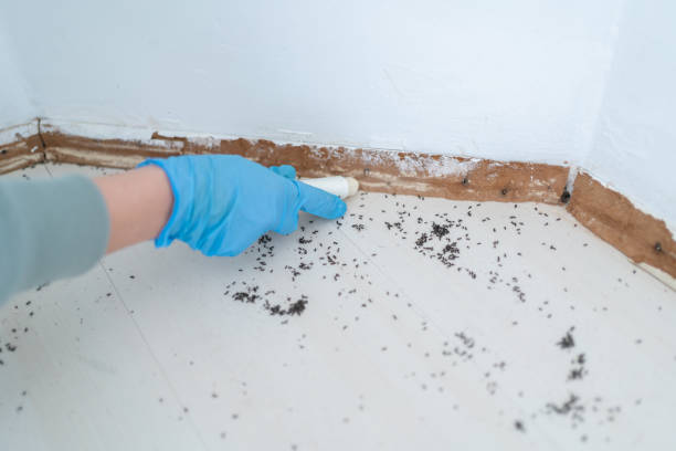 Best Termite Control Services  in Thermal, CA